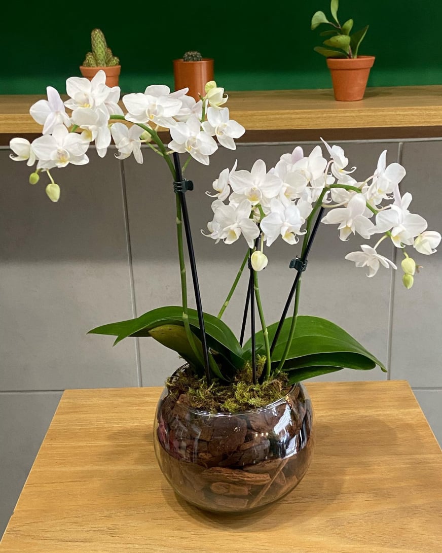 Vaso de planta para Decoração em Presente BH