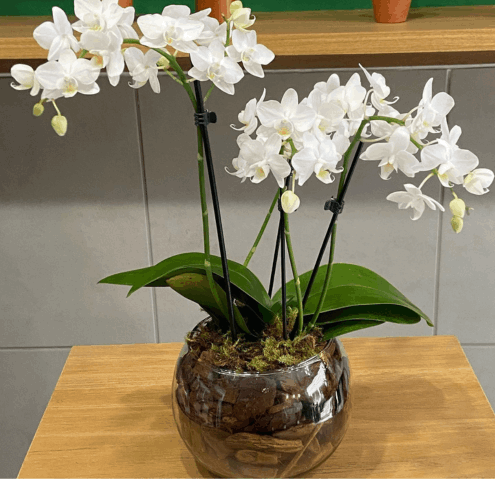 Vaso de Flores, Decoração BH